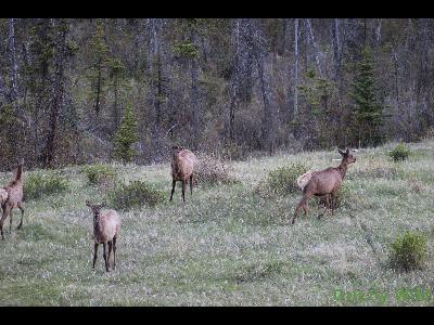 Elk