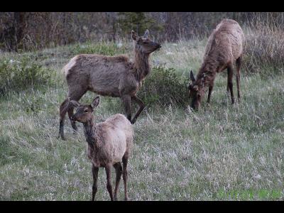 Elk