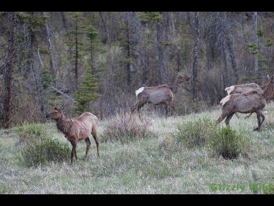 Elk