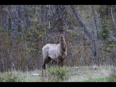 Elk