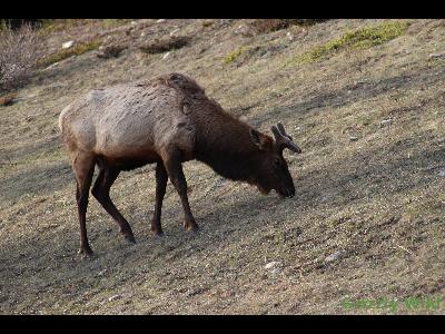 Elk