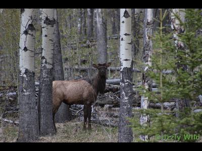 Elk