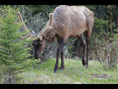 Elk