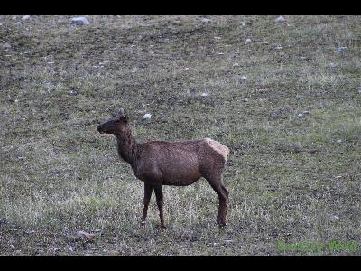 Elk