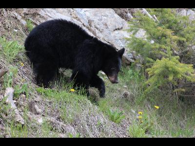 Black Bears