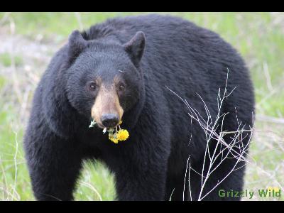 Black Bears