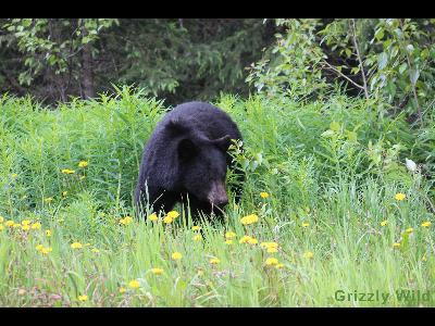 Black Bears