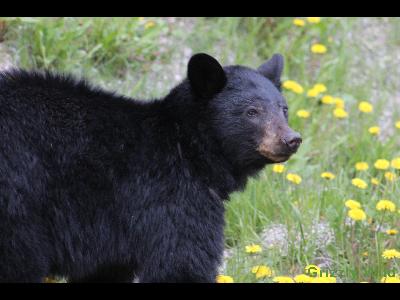 Black Bears