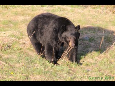 Black Bears