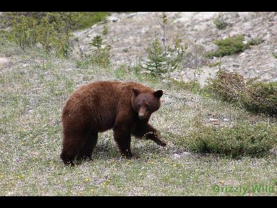 Black Bears