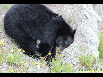 Black Bears