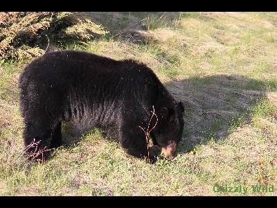 Black Bears