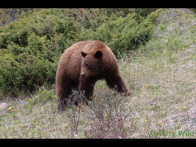 Black Bears