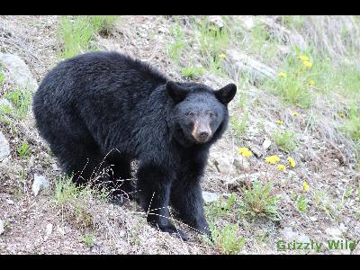 Black Bears