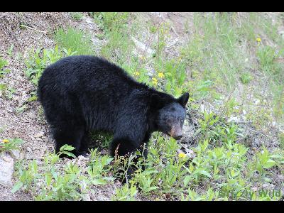 Black Bears