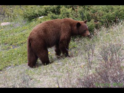 Black Bears