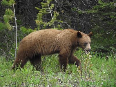 Black Bears