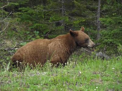 Black Bears