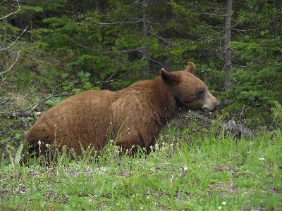 Black Bears