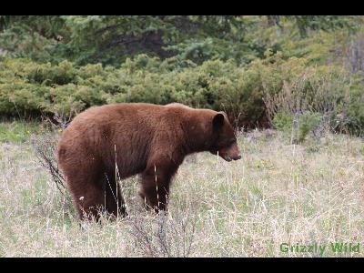 Black Bears