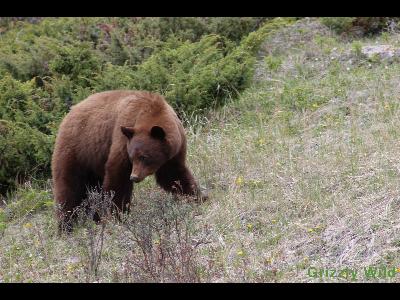 Black Bears