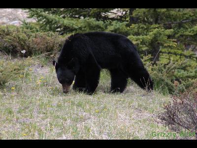 Black Bears