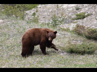 Black Bears