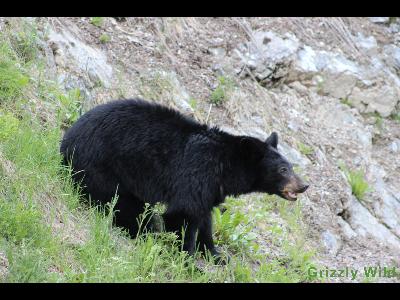 Black Bears