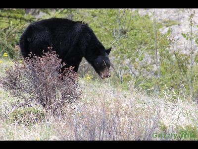 Black Bears