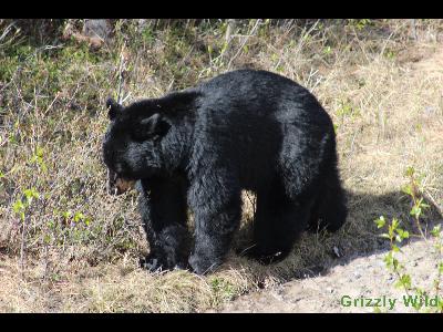 Black Bears