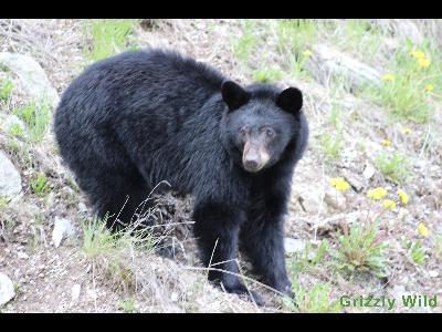 Black Bears