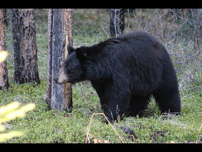 Black Bears