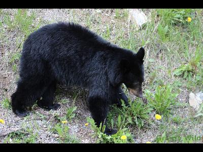 Black Bears