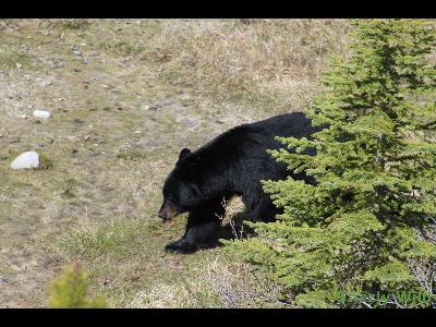 Black Bears