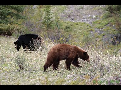 Black Bears