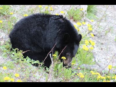 Black Bears