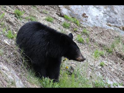 Black Bears