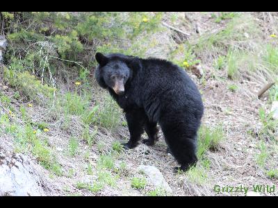 Black Bears