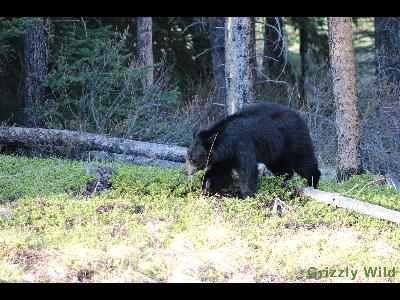 Black Bears