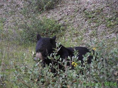 Black Bears