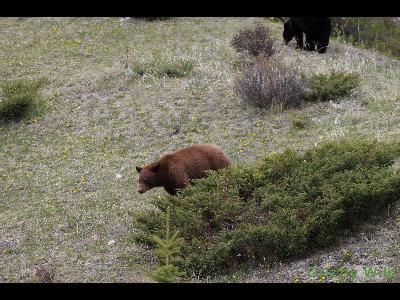 Black Bears