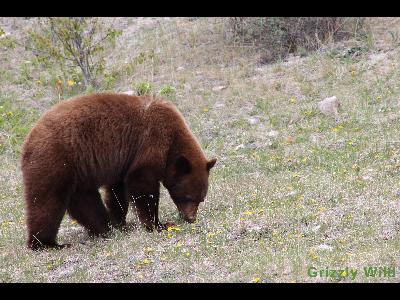 Black Bears