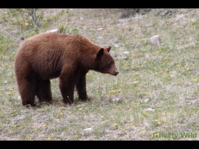 Black Bears