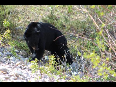 Black Bears