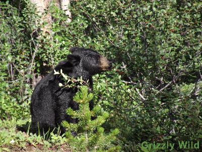 Black Bears