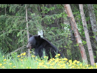 Black Bears