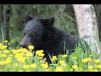 Black Bears