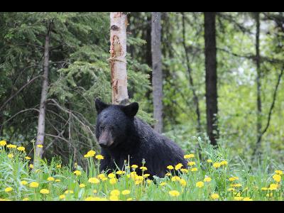 Black Bears