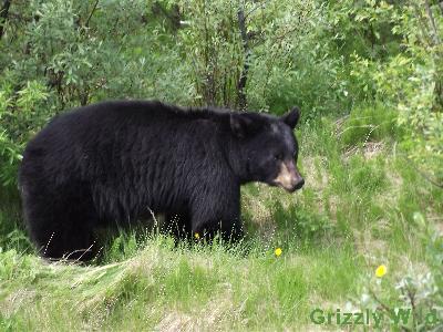 Black Bears