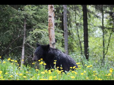 Black Bears